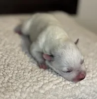 Plain faced mottled girl , a female Australian Cattle Dog for sale in Osceola, IA – Photo 3 of 6