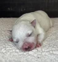 Plain faced mottled girl , a female Australian Cattle Dog for sale in Osceola, IA – Photo 1 of 6