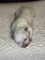 Plain faced mottled girl , a female Australian Cattle Dog for sale in Osceola, IA – Photo 5 of 6