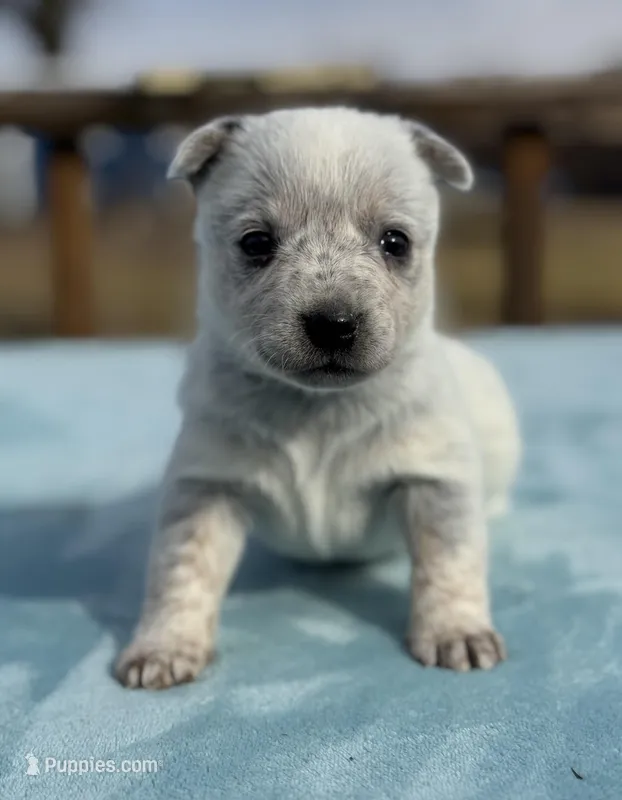 Plain faced mottled girl 