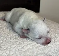 Plain faced mottled girl , a female Australian Cattle Dog for sale in Osceola, IA – Photo 6 of 6