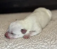 Plain faced mottled girl , a female Australian Cattle Dog for sale in Osceola, IA – Photo 2 of 6