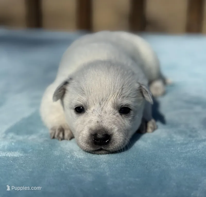 Plain faced mottled girl 