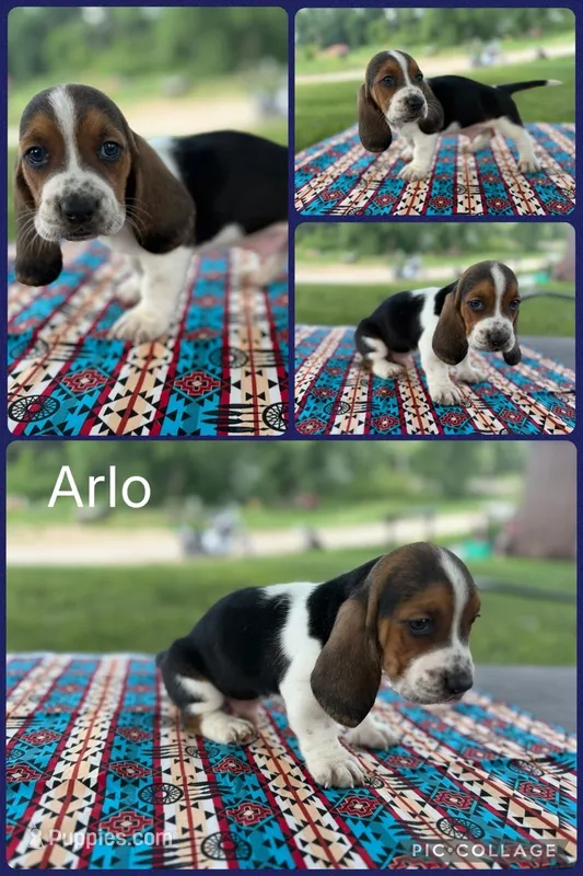 Arlo – Basset Hound puppy for sale in Osceola, IA