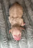 No collar female , a female Miniature Dachshund for sale in Osceola, IA – Photo 3 of 4