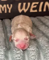 No collar female , a female Miniature Dachshund for sale in Osceola, IA – Photo 1 of 4