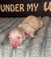 No collar female , a female Miniature Dachshund for sale in Osceola, IA – Photo 4 of 4