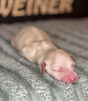 No collar female , a female Miniature Dachshund for sale in Osceola, IA – Photo 2 of 4