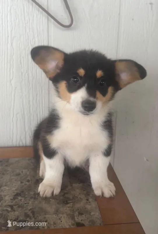 Jupiter  – Pembroke Welsh Corgi puppy for sale in Osceola, IA
