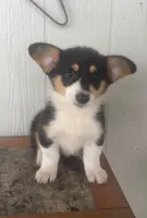 Jupiter , a female Pembroke Welsh Corgi for sale in Osceola, IA – 1 of 1