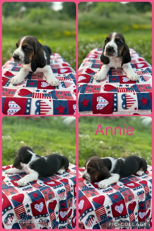Annie – Basset Hound puppy for sale in Osceola, IA