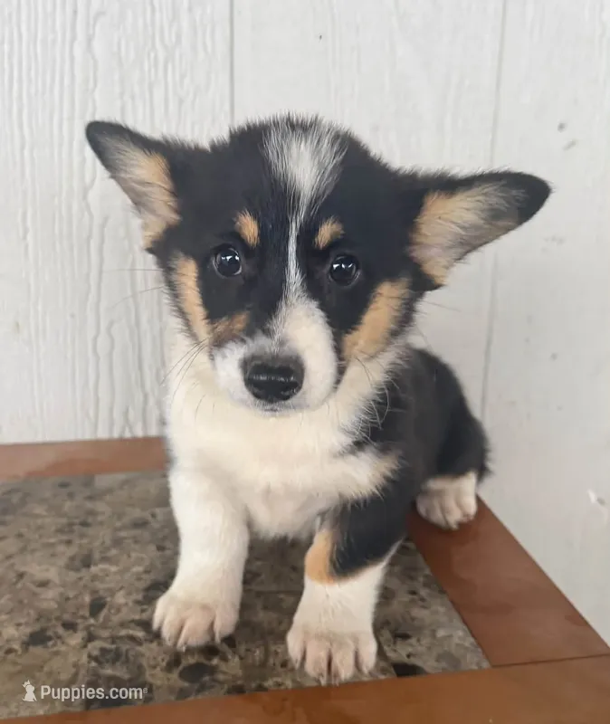 Vega  – Pembroke Welsh Corgi puppy for sale in Osceola, IA