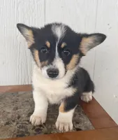 Vega , a female Pembroke Welsh Corgi for sale in Osceola, IA – 1 of 1
