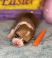 Orange collar , a female Pembroke Welsh Corgi for sale in Osceola, IA – Photo 5 of 5