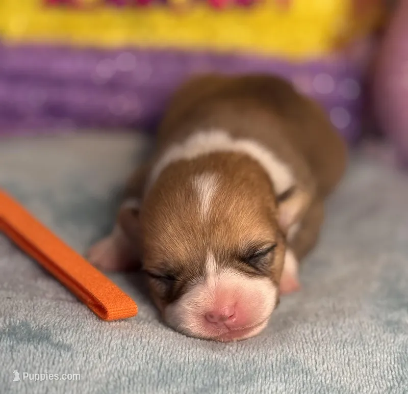 Orange collar  – Pembroke Welsh Corgi puppy for sale in Osceola, IA
