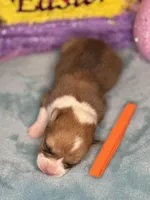 Orange collar , a female Pembroke Welsh Corgi for sale in Osceola, IA – Photo 4 of 5