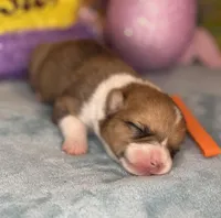 Orange collar , a female Pembroke Welsh Corgi for sale in Osceola, IA – Photo 3 of 5