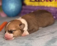 Orange collar , a female Pembroke Welsh Corgi for sale in Osceola, IA – Photo 2 of 5