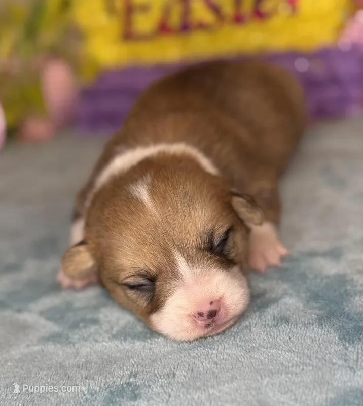Orange collar  – Pembroke Welsh Corgi puppy for sale in Osceola, IA