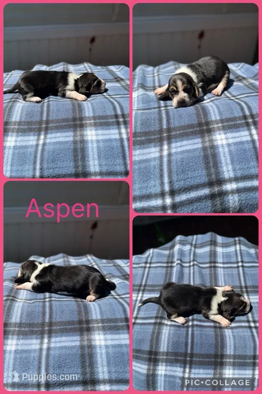 Aspen  – Basset Hound puppy for sale in Osceola, IA