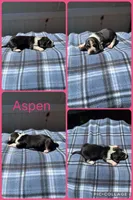 Aspen , a female Basset Hound for sale in Osceola, IA – 1 of 1