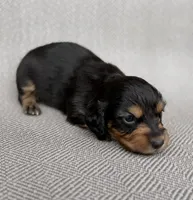 Male , a male Miniature Dachshund for sale in Osceola, IA – 3 of 5