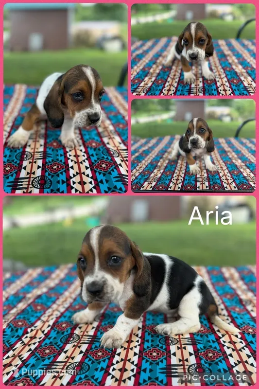 Aria – Basset Hound puppy for sale in Osceola, IA