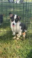 Female 1, a female Pembroke Welsh Corgi for sale in Osceola, IA – Photo 1 of 9