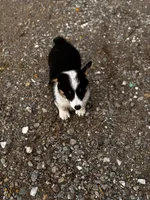 Female 1, a female Pembroke Welsh Corgi for sale in Osceola, IA – Photo 6 of 9