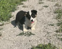Female 1, a female Pembroke Welsh Corgi for sale in Osceola, IA – Photo 4 of 9