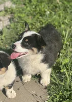 Female 1, a female Pembroke Welsh Corgi for sale in Osceola, IA – Photo 5 of 9