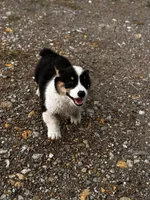 Female 1, a female Pembroke Welsh Corgi for sale in Osceola, IA – Photo 7 of 9