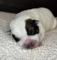 Red male , a male Australian Cattle Dog for sale in Osceola, IA – Photo 4 of 4