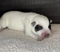 Red male , a male Australian Cattle Dog for sale in Osceola, IA – Photo 2 of 4