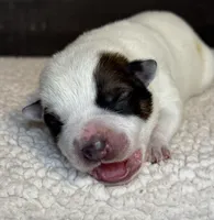 Red male , a male Australian Cattle Dog for sale in Osceola, IA – Photo 1 of 4