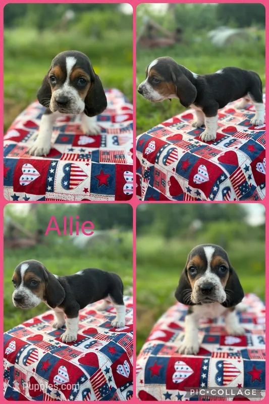 Allie – Basset Hound puppy for sale in Osceola, IA