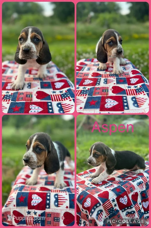 Aspen  – Basset Hound puppy for sale in Osceola, IA