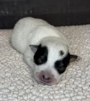 Blue female 1, a female Australian Cattle Dog for sale in Osceola, IA – Photo 1 of 4