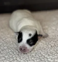 Blue female 1, a female Australian Cattle Dog for sale in Osceola, IA – Photo 2 of 4