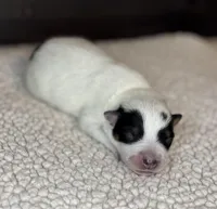 Blue female 1, a female Australian Cattle Dog for sale in Osceola, IA – Photo 4 of 4