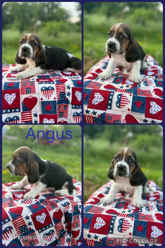 Angus  – Basset Hound puppy for sale in Osceola, IA