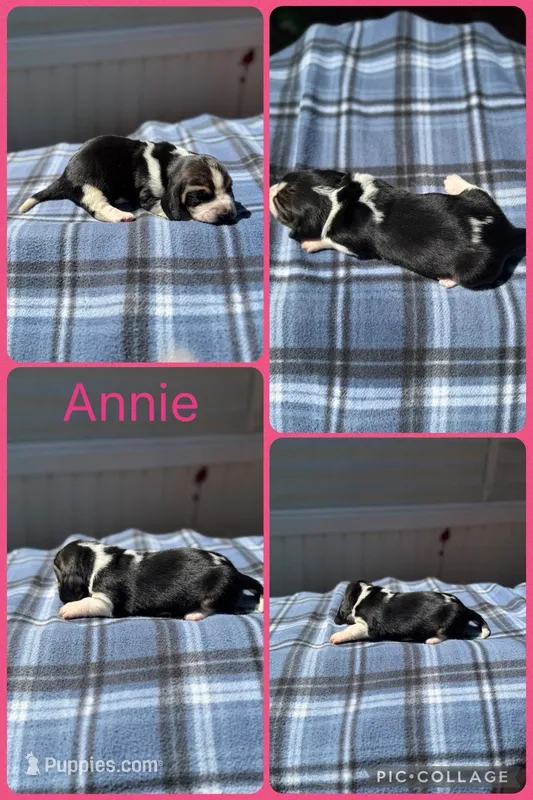 Annie – Basset Hound puppy for sale in Osceola, IA