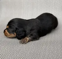 Male , a male Miniature Dachshund for sale in Osceola, IA – 5 of 5