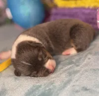 Yellow collar , a female Pembroke Welsh Corgi for sale in Osceola, IA – Photo 1 of 4