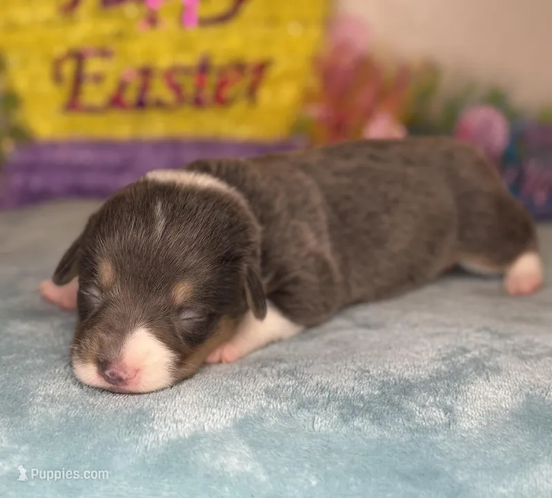 Yellow collar  – Pembroke Welsh Corgi puppy for sale in Osceola, IA