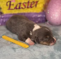 Yellow collar , a female Pembroke Welsh Corgi for sale in Osceola, IA – Photo 4 of 4
