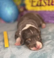 Yellow collar , a female Pembroke Welsh Corgi for sale in Osceola, IA – Photo 2 of 4