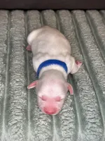 Blue male , a female Miniature Dachshund for sale in Osceola, IA – Photo 3 of 3