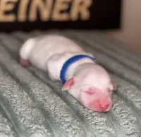 Blue male , a female Miniature Dachshund for sale in Osceola, IA – Photo 2 of 3