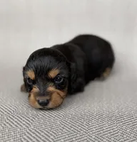 Male , a male Miniature Dachshund for sale in Osceola, IA – 4 of 5